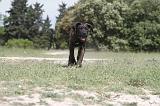 CANE CORSO 044